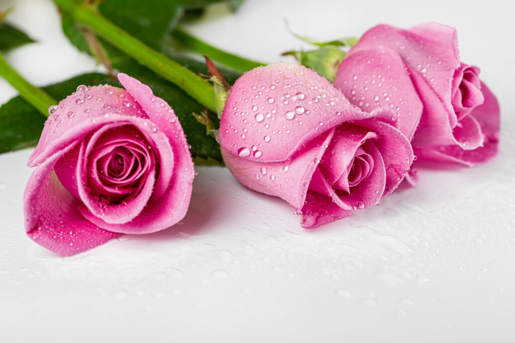 High-Resolution Pink Rose Wallpaper with Dewdrops - Natural Beauty