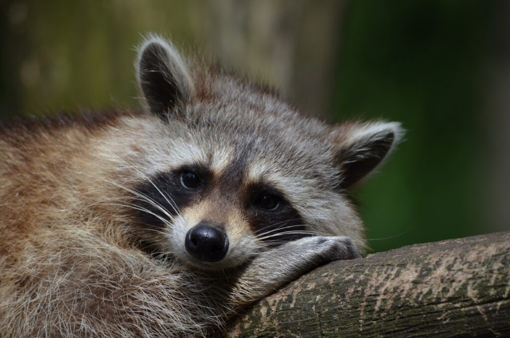 Close-Up of Raccoon on Log: Serene Nature Wallpaper Background