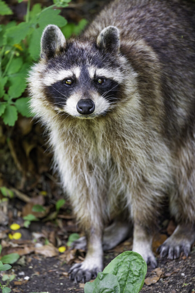 Curious Raccoon Among Lush Green Leaves - High-Resolution Wallpaper