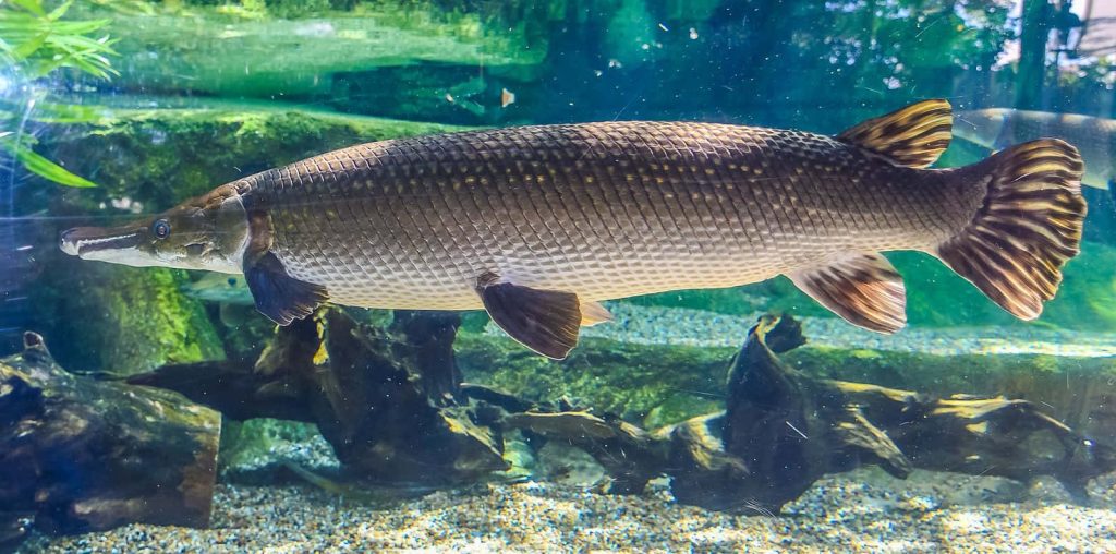 High-resolution gar fish swimming in clear aquarium with driftwood and gravel background Wallpaper