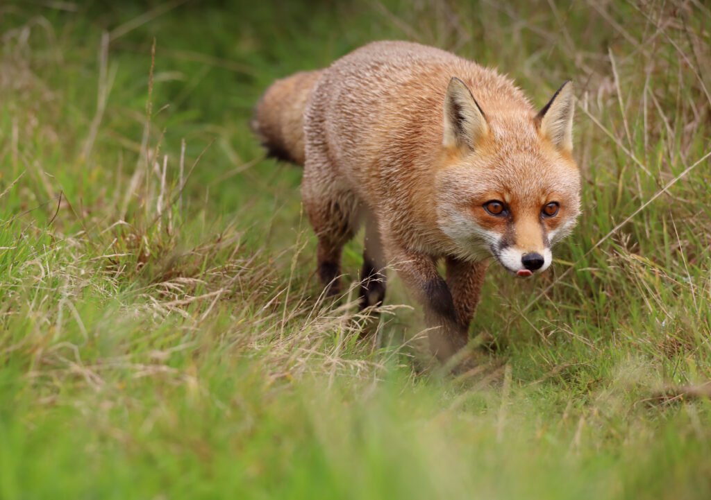 Red Fox Prowling in Lush Green Grass - High-Res Wildlife Wallpaper