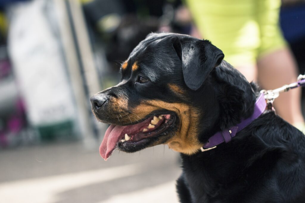 High-Res Rottweiler Profile Wallpaper with Purple Collar