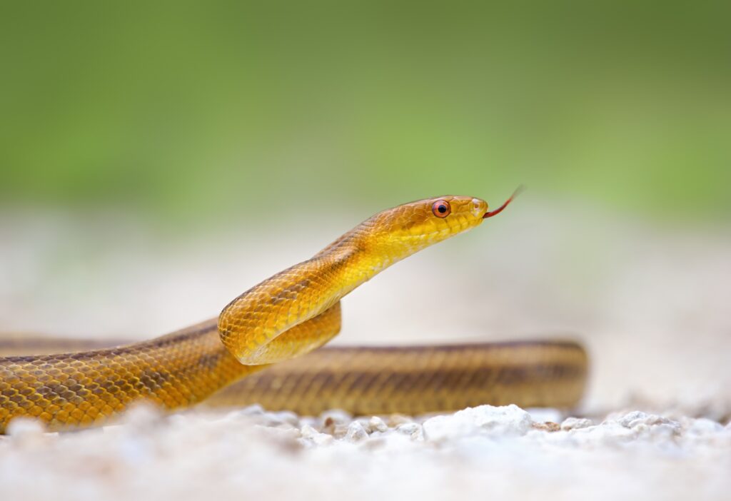 Close-Up High-Res Snake Wallpaper with Blurred Green Background