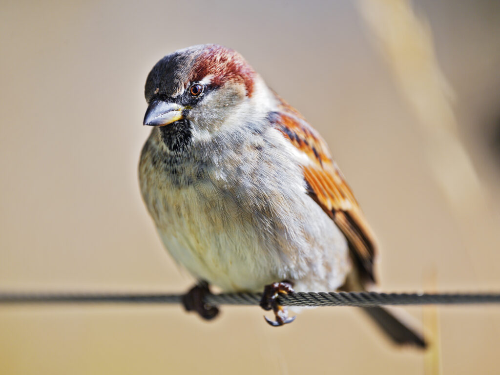 High-Res Sparrow Perched on Wire with Blurred Natural Background Wallpaper