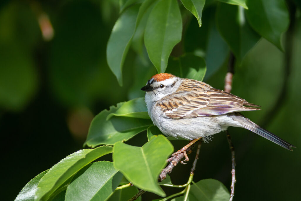 High-Res Sparrow Wallpaper: Bird on Branch with Blurred Green Background