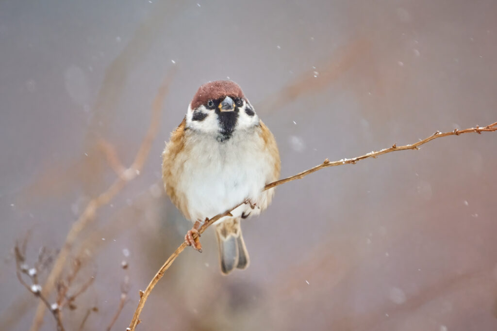 Serene Sparrow Wallpaper: Winter Scene with Snowy Background