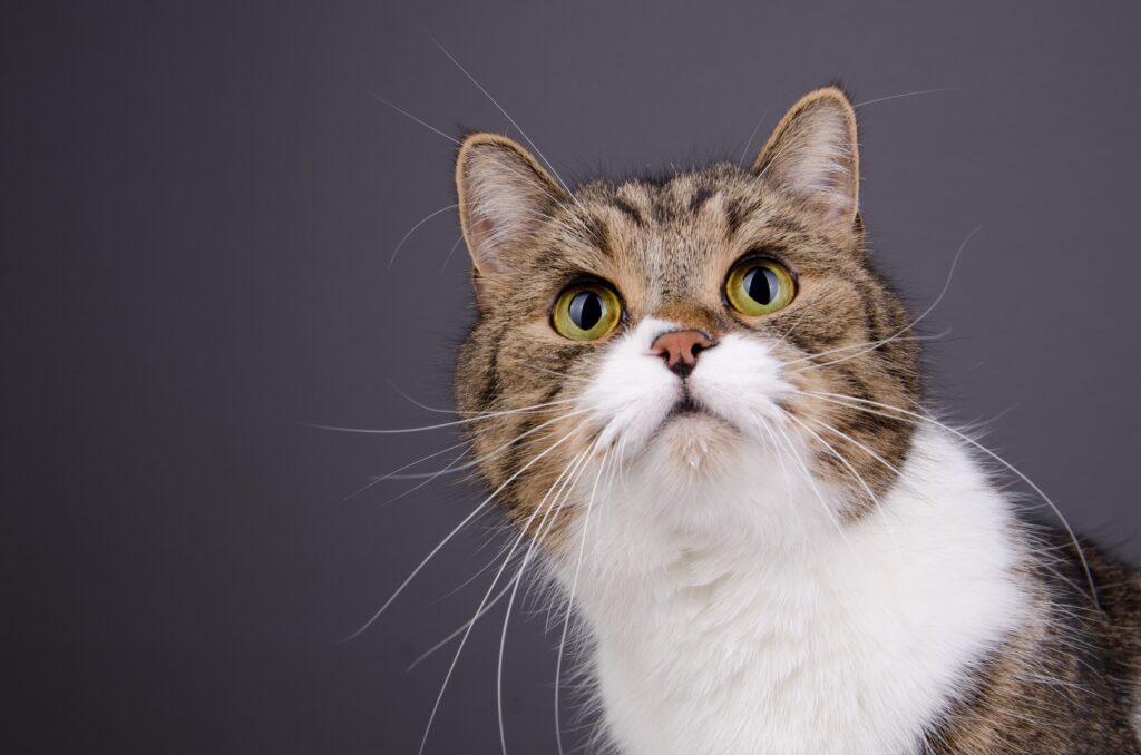 Close-Up Spotted Cat Wallpaper: Striking Eyes on Gray Background