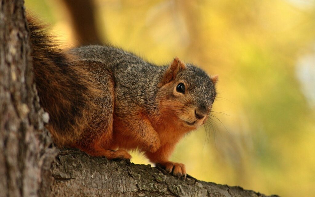Nature's Serenity: High-Res Squirrel Wallpaper on Tree Branch