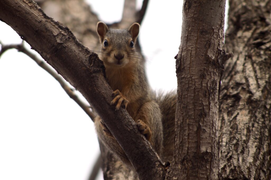 High-Res Squirrel Climbing Tree Branch - Nature Wallpaper 4752x3168