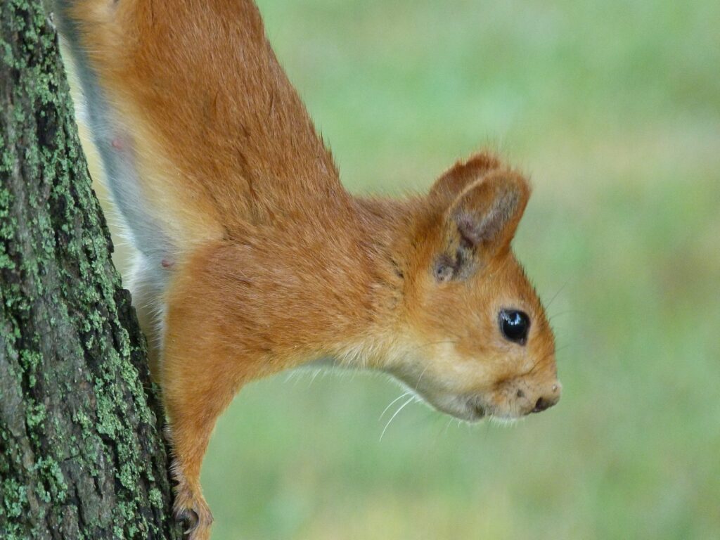 Agile Squirrel with Bright Eyes | High-Resolution Nature Wallpaper