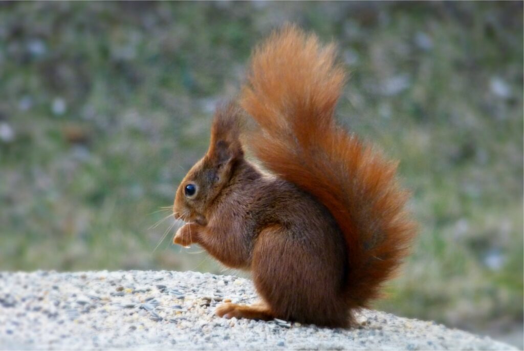 Charming Squirrel on Stone: High-Res Wallpaper with Blurred Nature