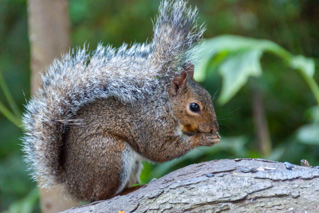 Squirrel on Log: High-Res Wallpaper of Wildlife in Nature