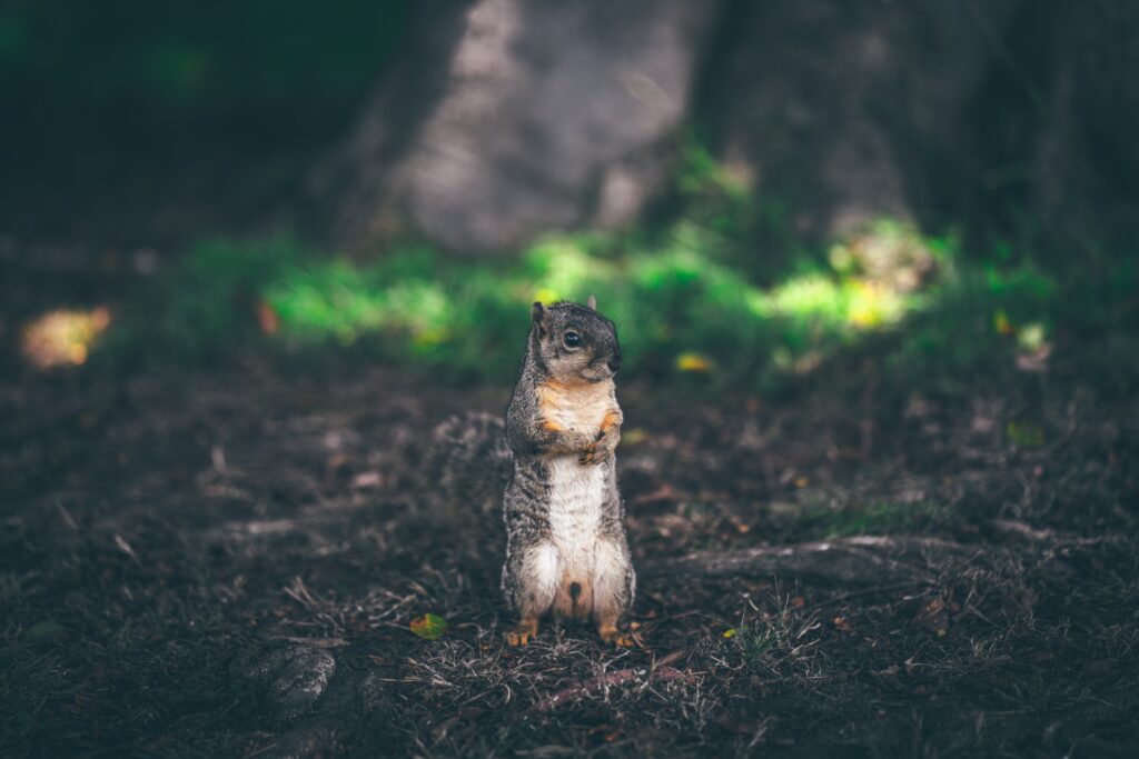 Squirrel Wallpaper: Curious Stance on Artistic Blurred Grass