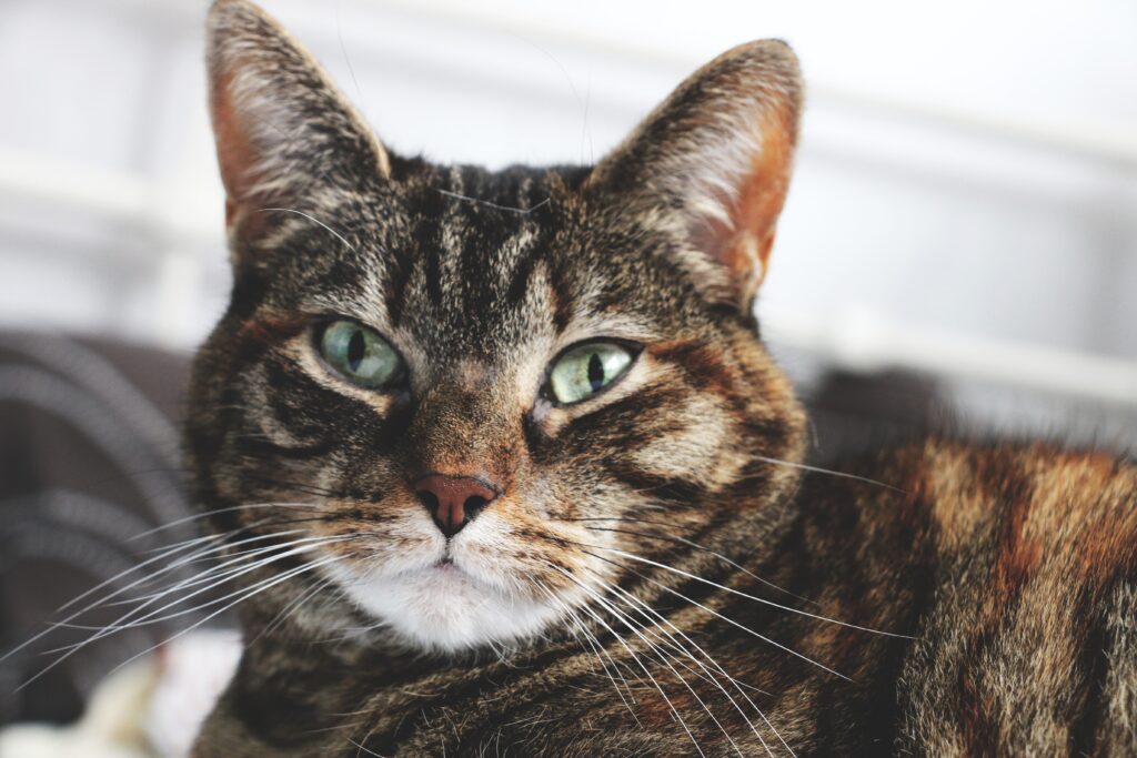 Striped Cat Close-Up: High-Res Wallpaper with Green Eyes & Cozy Home