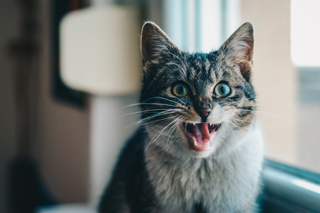 Stunning Tabby Cat Wallpaper: Mid-Meow Emotion by Window