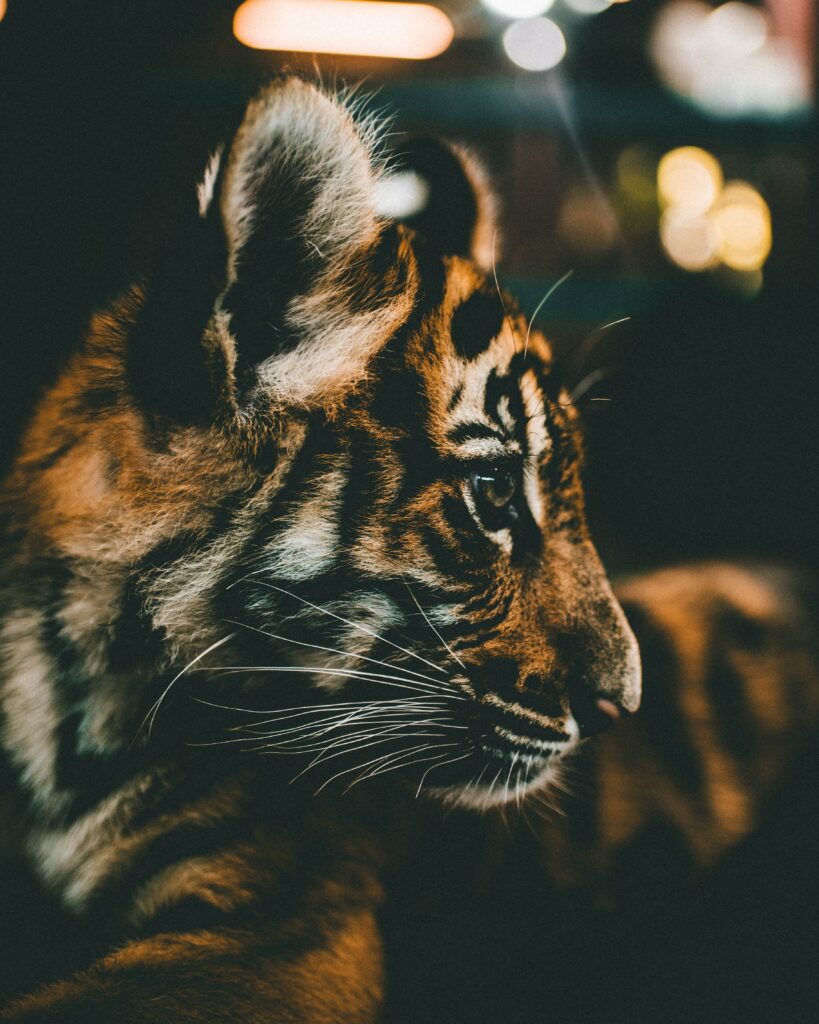 Close-Up Tiger Cub Wallpaper: Detail & Majesty on Dark Background