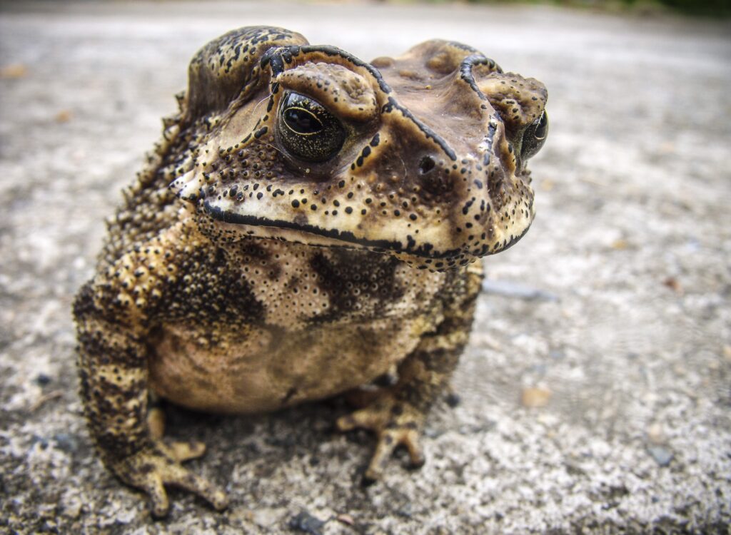 High-Resolution Toad Wallpaper: Textured Close-Up of Nature's Beauty