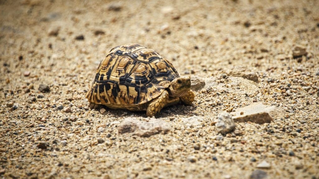 Turtle on Sandy Surface: High-Res Natural Wallpaper Background