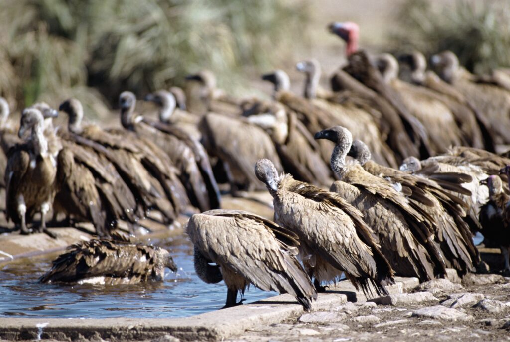 High-Res Vultures at Watering Hole: Wildlife Wallpaper Background