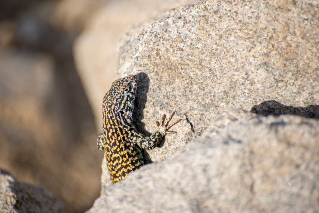 High-Res Wall Lizard Wallpaper - Nature's Textured Beauty