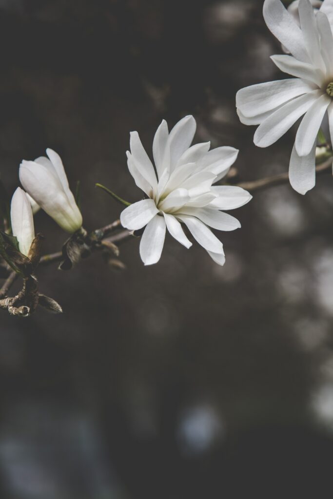 Elegant Macro Wallpaper of Blooming White Flowers in Soft Focus
