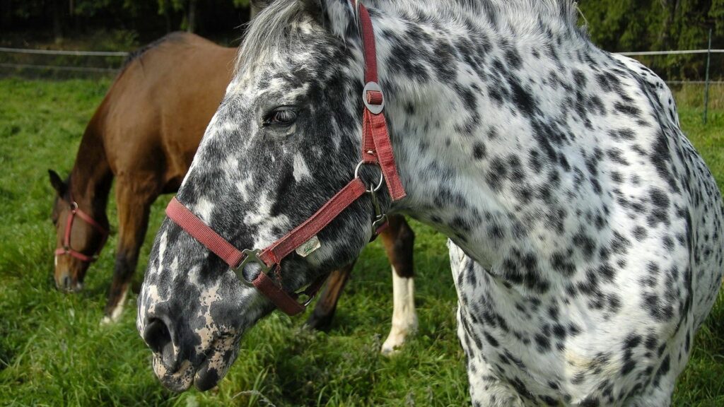 Serene Spotted Horse Wallpaper with Brown Companion in Nature