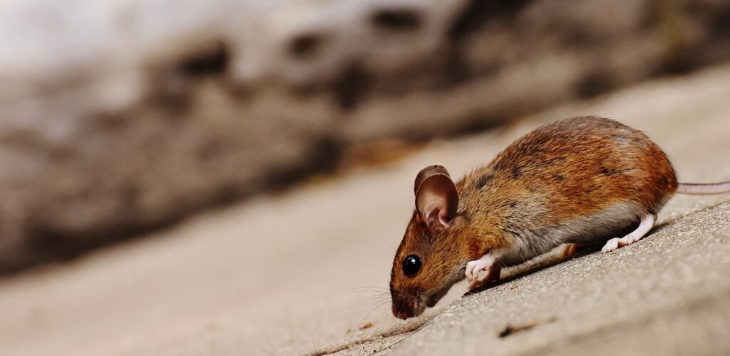 Cautious Mouse on Earthy Hill - High-Res Nature Wallpaper