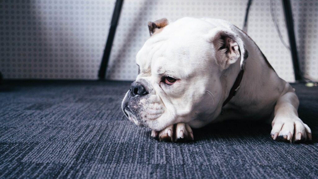 Charming White Bulldog Relaxing on Carpet – Ideal for Pet Lovers Wallpaper
