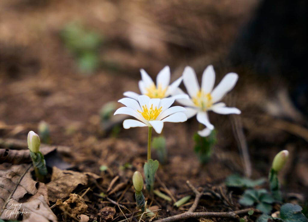 Elegant White Sanguinaria Flowers Wallpaper with Earthy Background