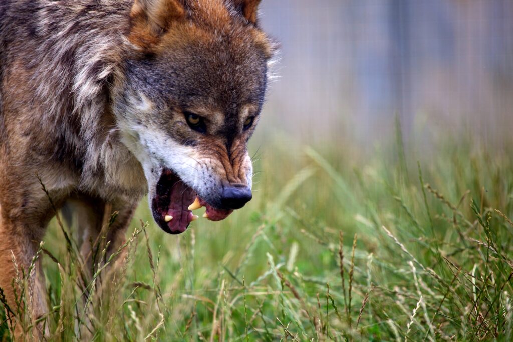 Fierce Wolf Close-Up Wallpaper in Natural Habitat