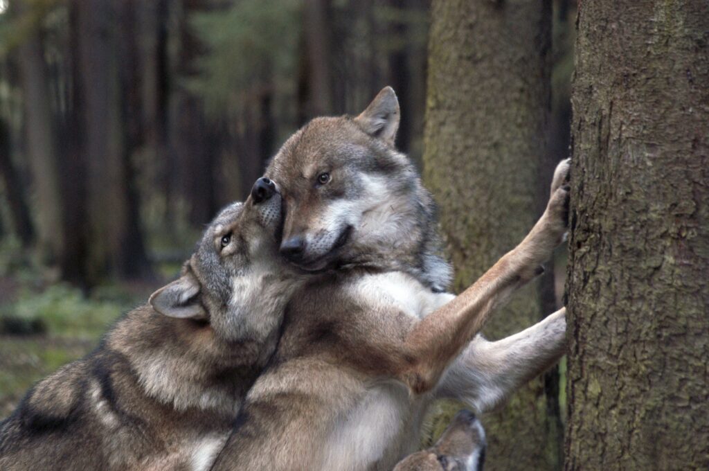 Playful Wolves in a Dense Forest - High-Resolution Wallpaper