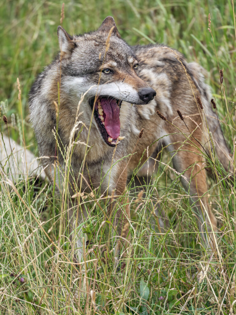 Majestic Wolf Wallpaper: Fierce Predator in Tall Grass Background
