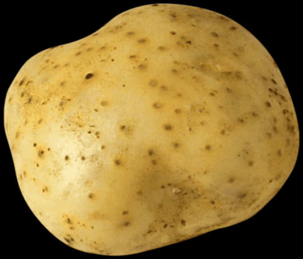 High-Res Single Yellow Potato on Transparent Background for Wallpaper