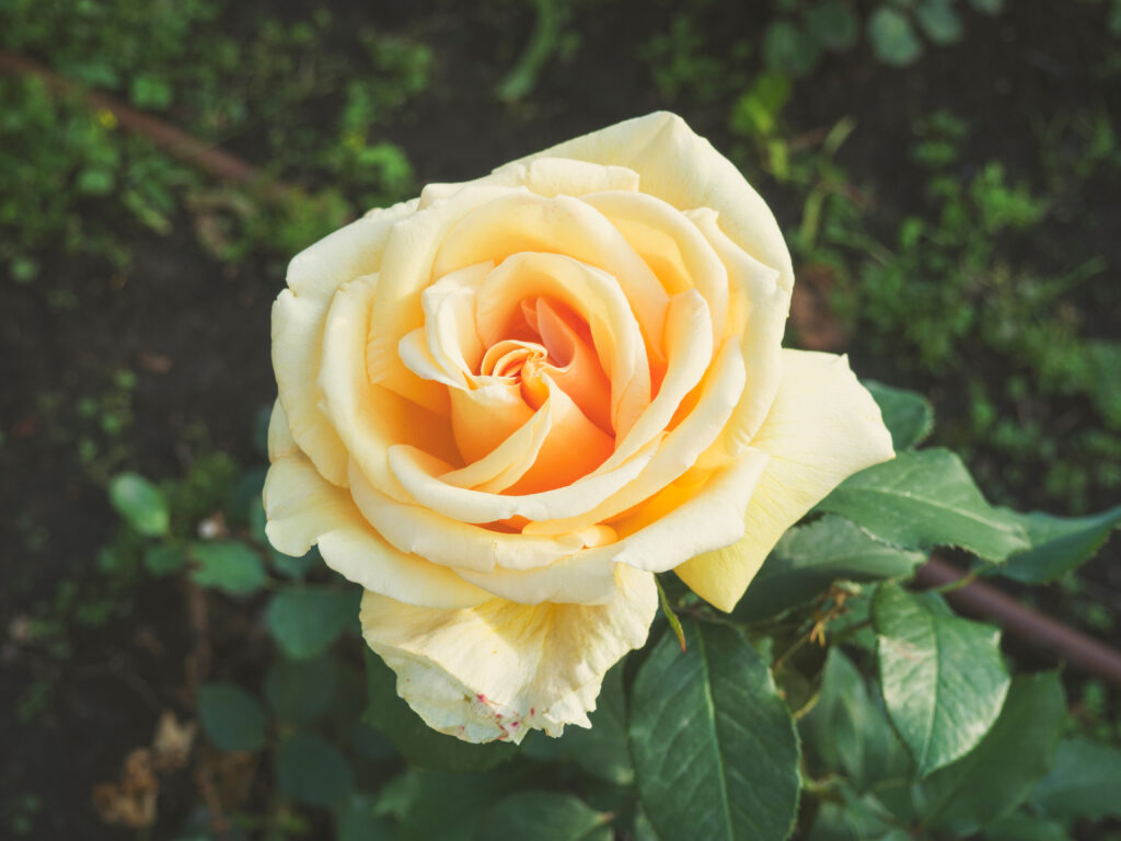Close-Up of a Blooming Yellow Rose with Lush Green Background Wallpaper