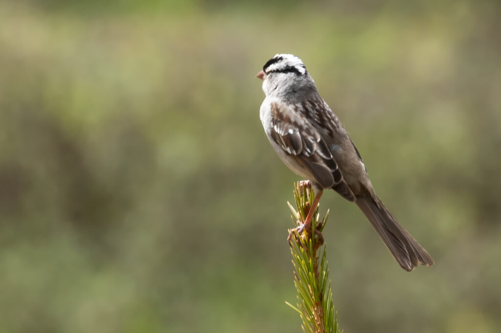 Zonotrichia Bird on Pine Needles - Serene Wildlife Wallpaper