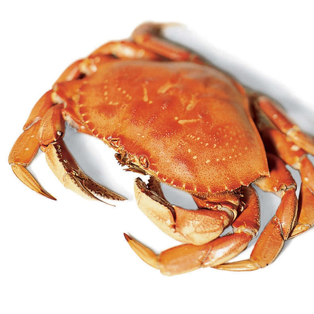 Detailed Dungeness Crab on white background showing reddish-brown shell and textured claws Wallpaper
