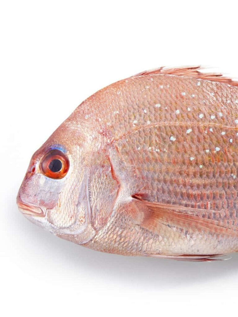 Close-up of fresh bream fish showing detailed scales vibrant color isolated on white background Wallpaper