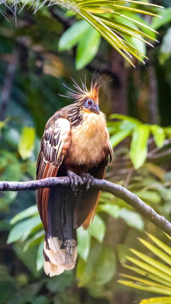 High-res Hoatzin bird with spiky crest and vibrant feathers on jungle branch wallpaper
