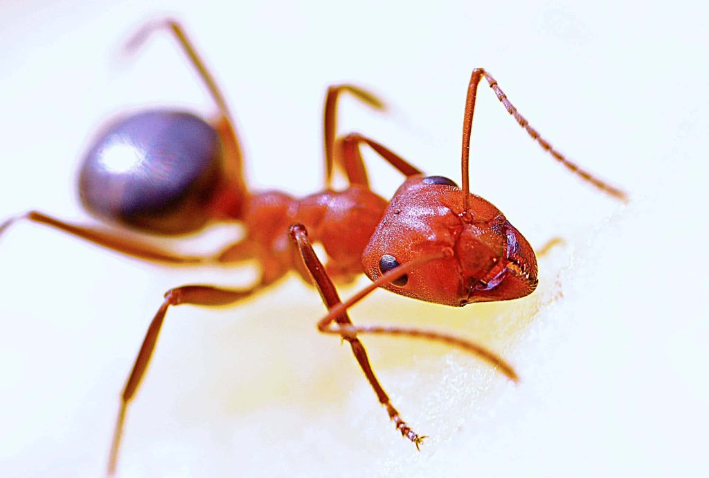Close-up macro of a red fire ant with sharp mandibles and dark abdomen on bright background Wallpaper