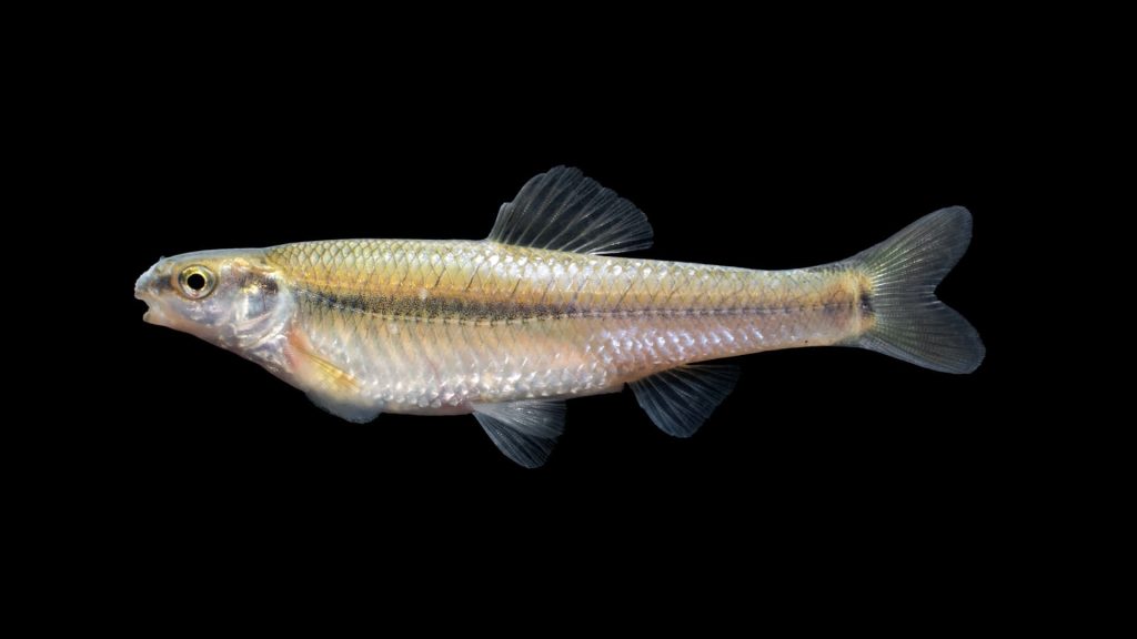 High-resolution side view of Fathead Minnow with silver scales and lateral stripe on black background Wallpaper
