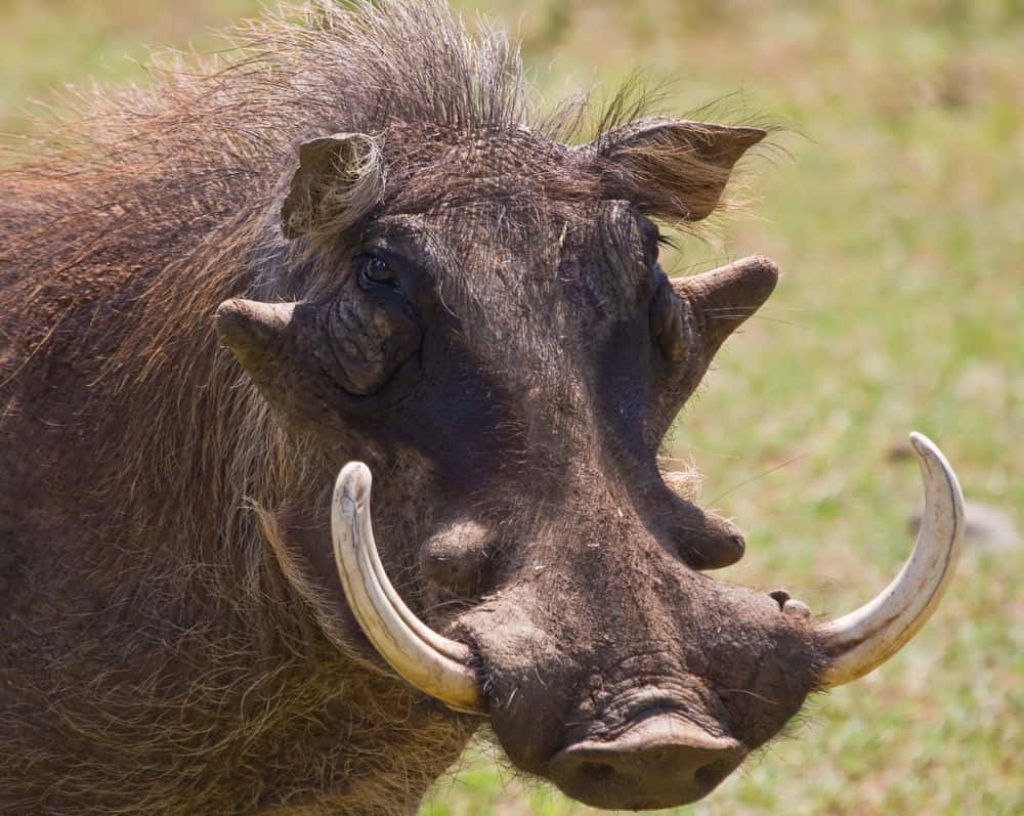 Close-up of a warthog with curved tusks and textured hide in a blurred savanna grass background Wallpaper