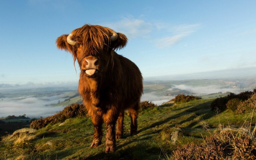 Highland Cow on Scenic Hillside Wallpaper: Tranquil Nature Background