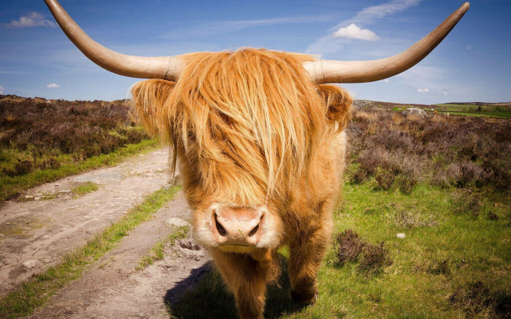 Highland Cow Wallpaper: Rustic Charm with Long Horns and Scenic Field
