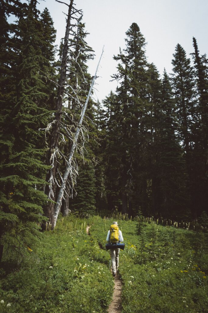 Tourist with yellow backpack hiking narrow forest trail surrounded by tall evergreens and grass Wallpaper