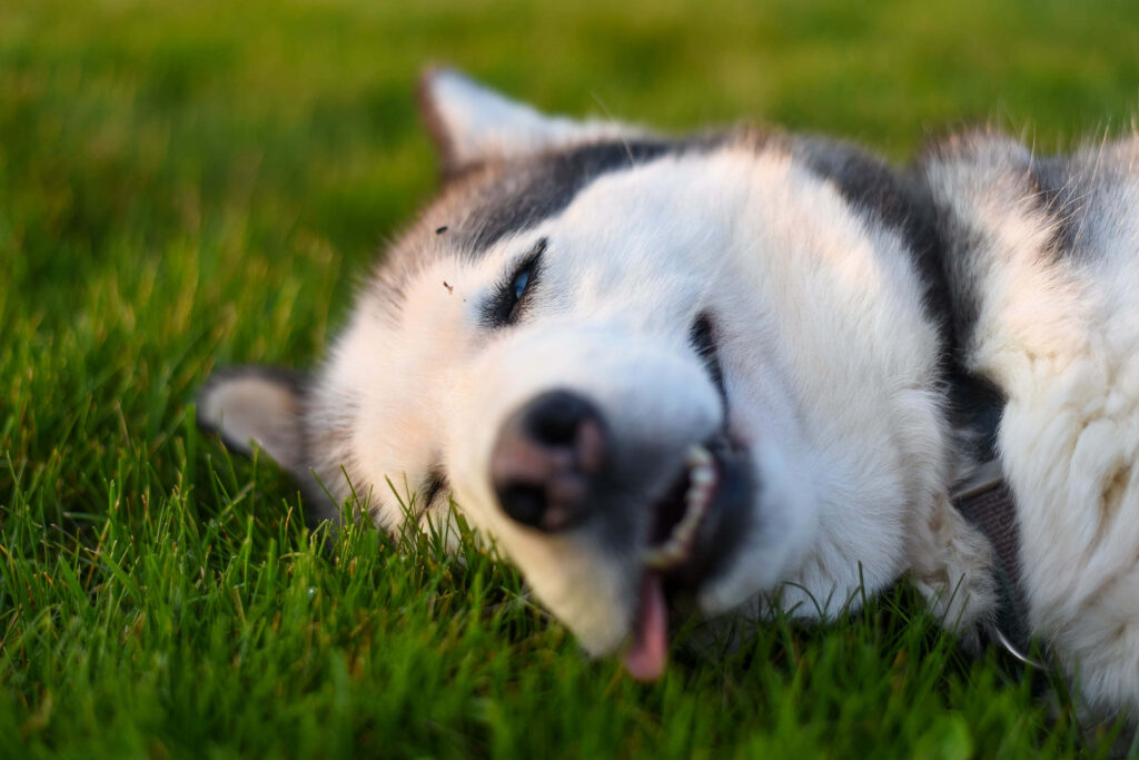 Adorable Husky Sleeping on Grass - Playful Wallpaper Background