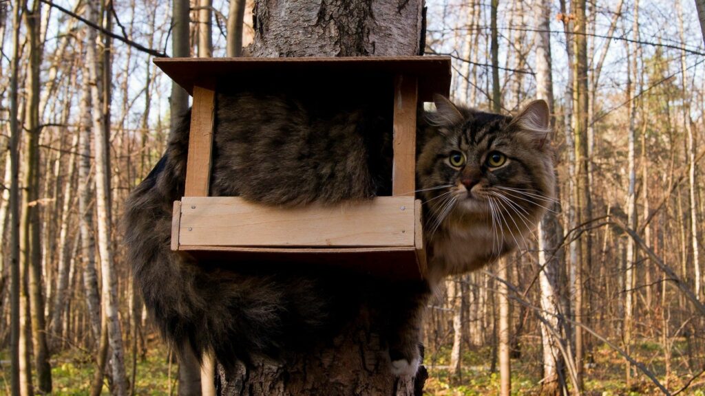 Humorous Fluffy Cat in Birdhouse - Amusing  Tree Scene Wallpaper