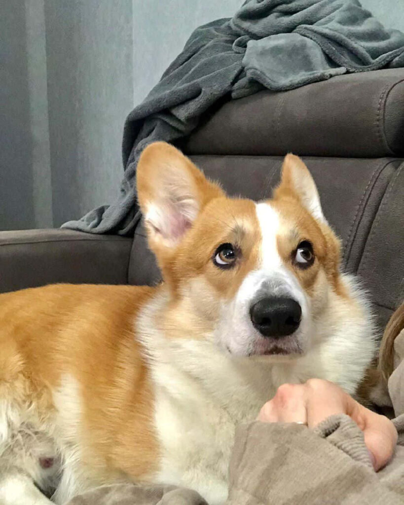 Funny Corgi Wallpaper: Intense Dead Stare & Silent Judgment on Couch