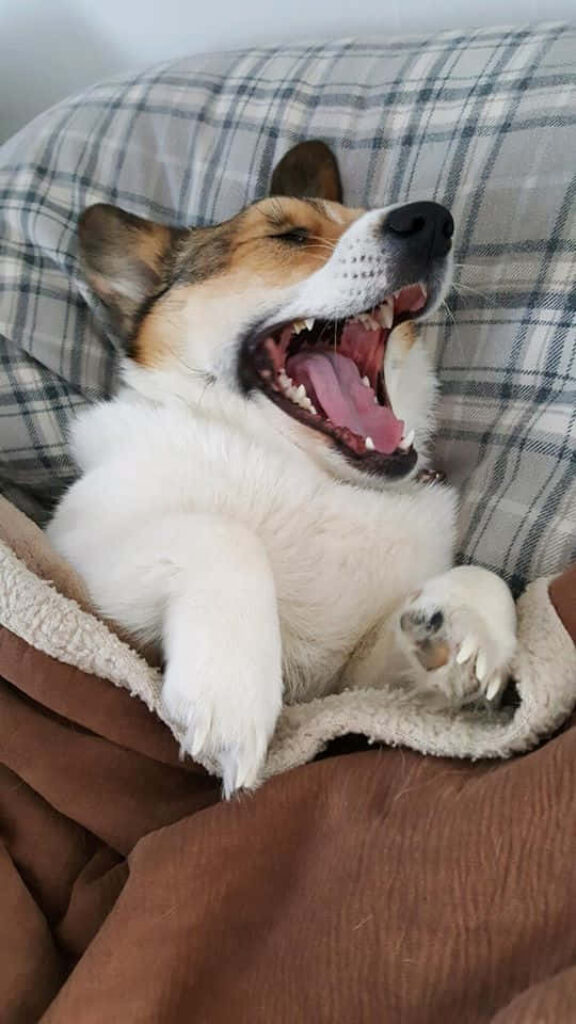 Charming Corgi Mid-Yawn: Hilarious Wallpaper Background