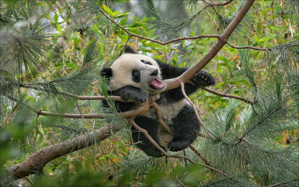 Panda Playfulness in the Zoo: A Delightful Tree Encounter Wallpaper