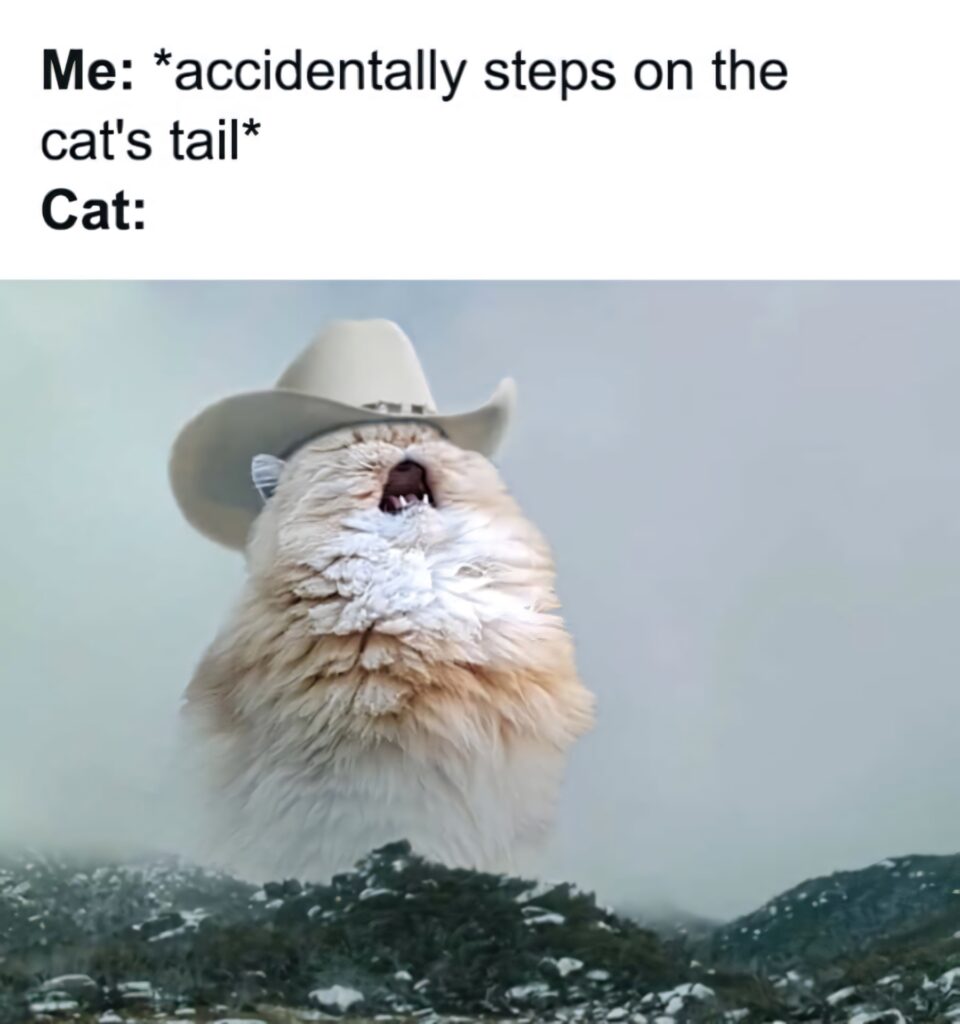 Fluffy cat wearing cowboy hat howling in misty wilderness funny cat meme wallpaper background